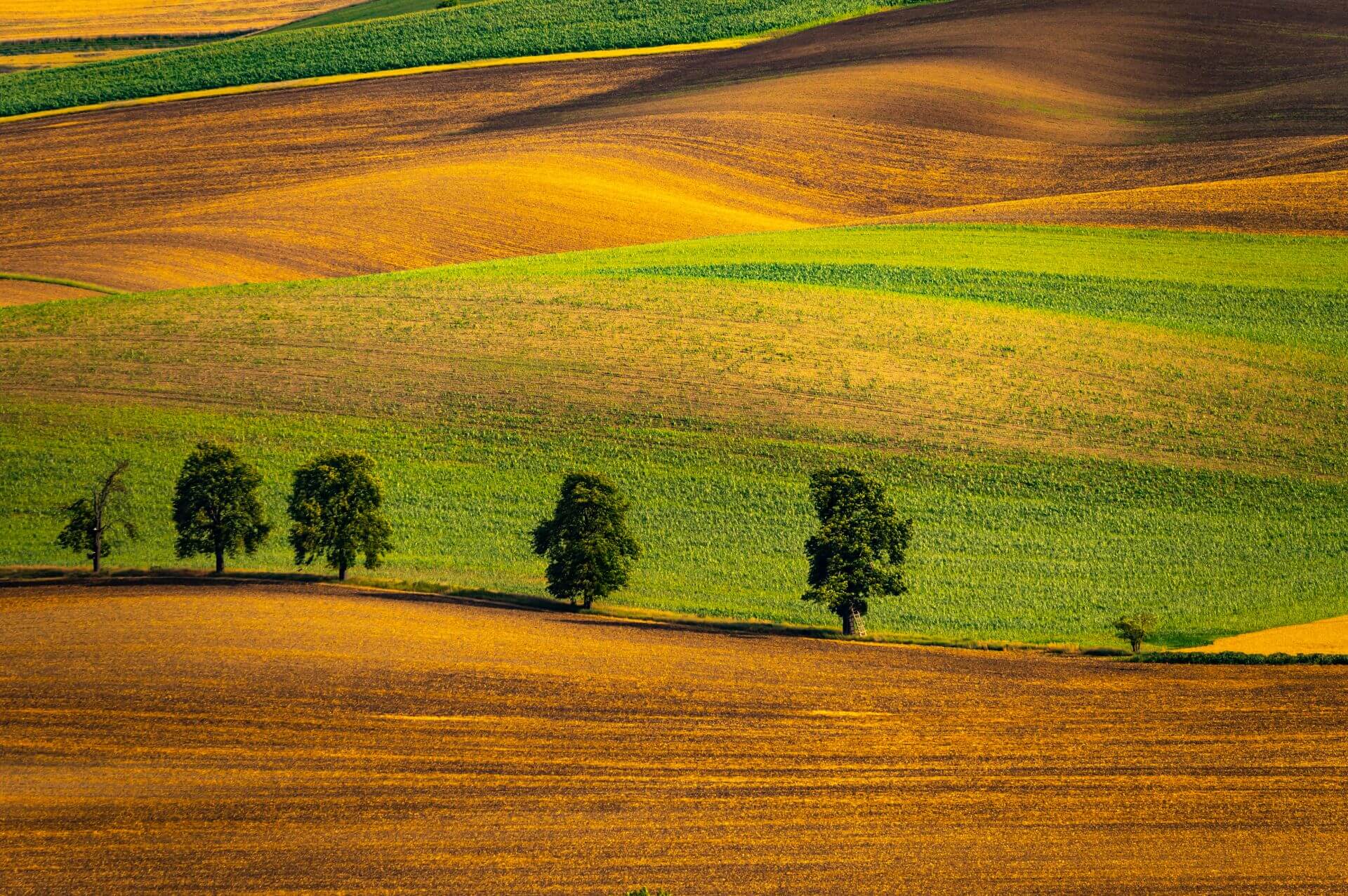 obiektyw SIGMA 60-600 mm F4.5-6.3 DG OS HSM 