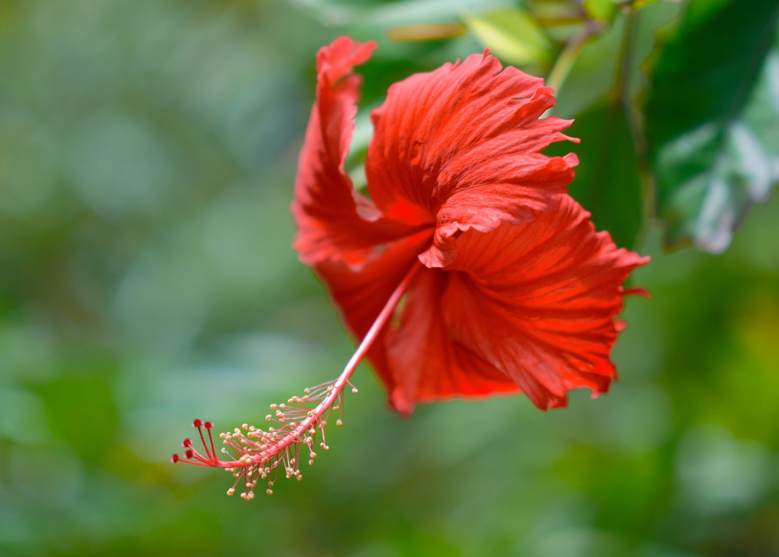 Czerwony kwiat hibiskusa — zdjęcie wykonane aparatem SIGMA fp2