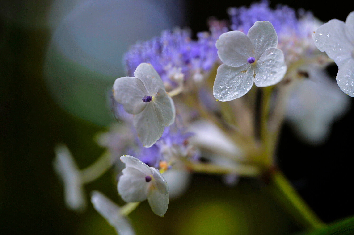 obiektyw SIGMA 105 mm F2.8 DG DN MACRO