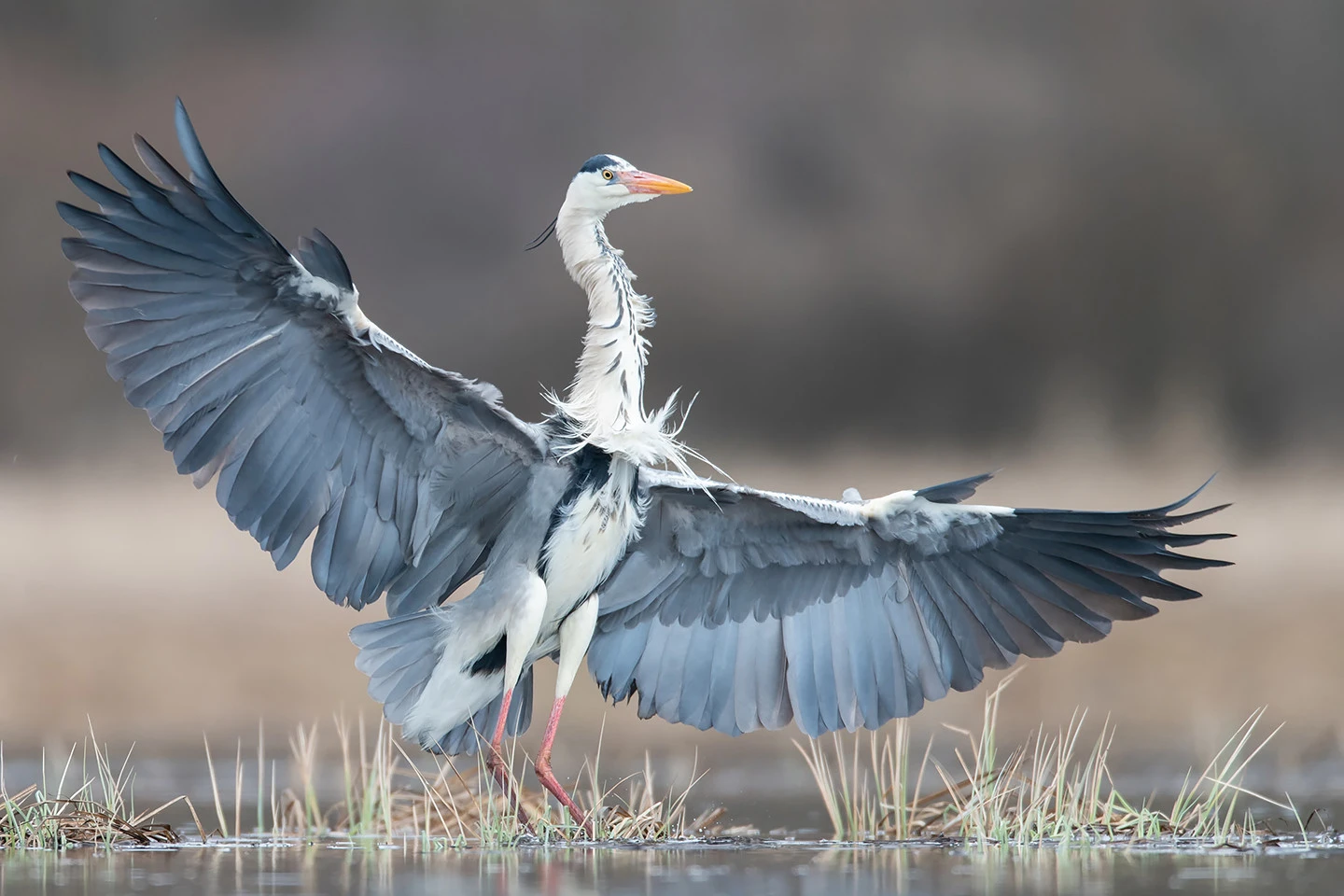 obiektyw SIGMA 500mm F4 DG OS HSM obiektyw SIGMA 500mm F4 DG OS HSM