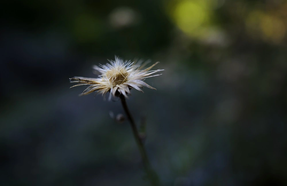 obiektyw SIGMA 24 mm F1.4 DG HSM