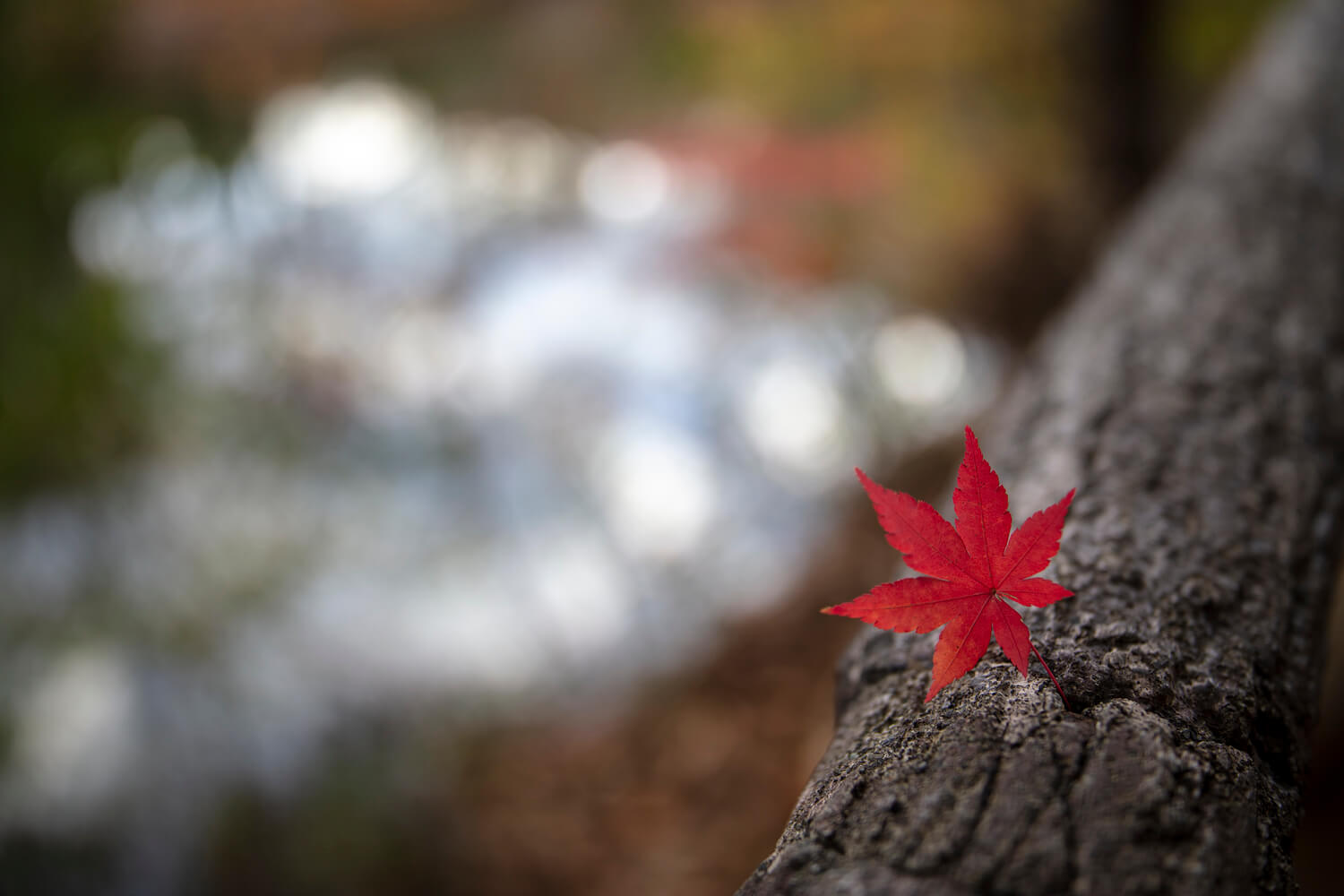 obiektyw SIGMA 28 mm F1.4 DG HSM