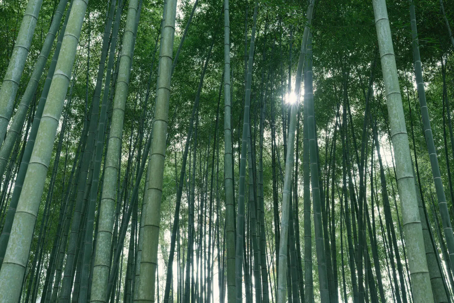 zdjęcie lasu wykonane obiektywem SIGMA 35 mm F1.4 DG II 