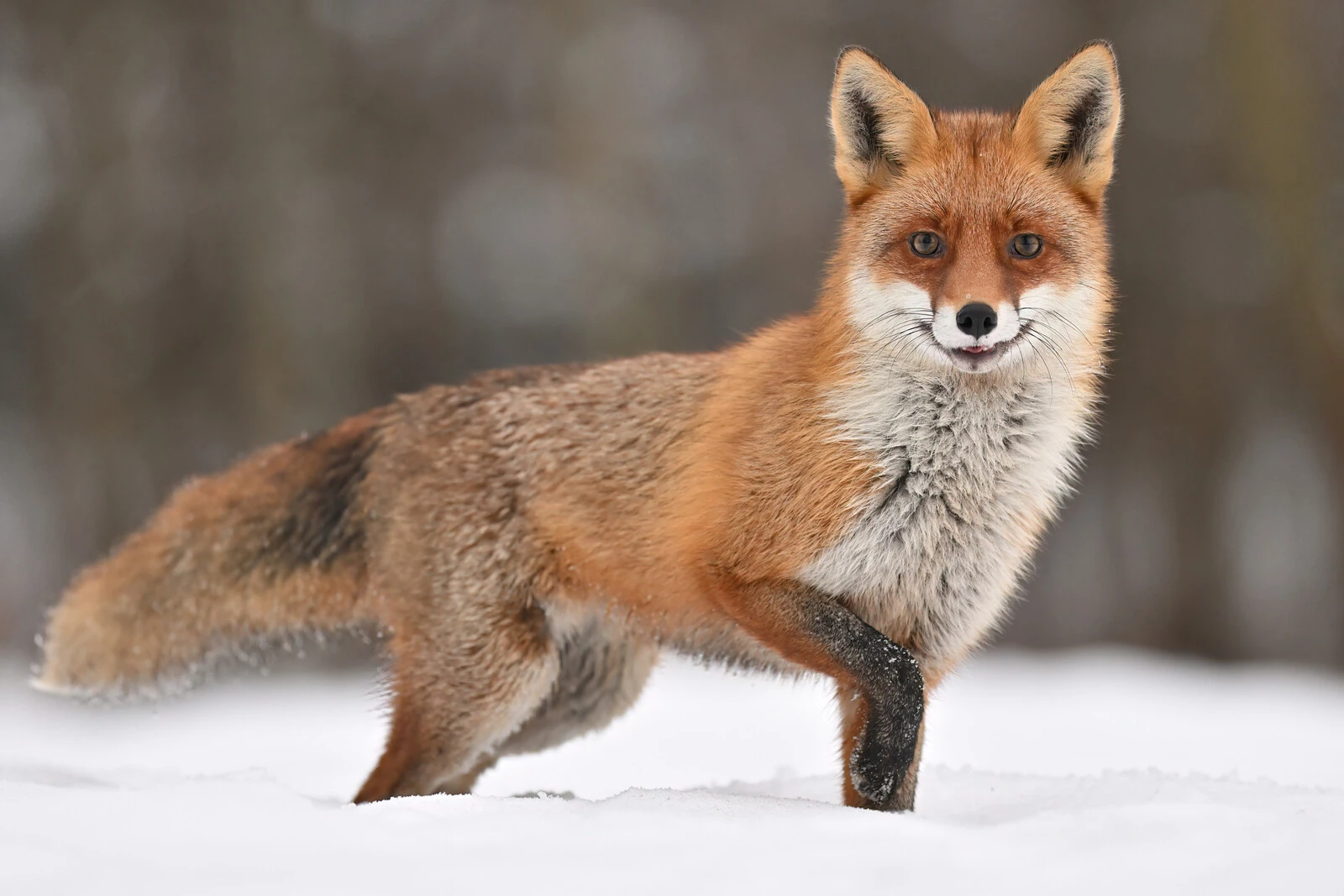 zdjęcie wykonane obiektywem SIGMA 500mm F4 DG OS HSM zdjęcie wykonane obiektywem SIGMA 500mm F4 DG OS HSM