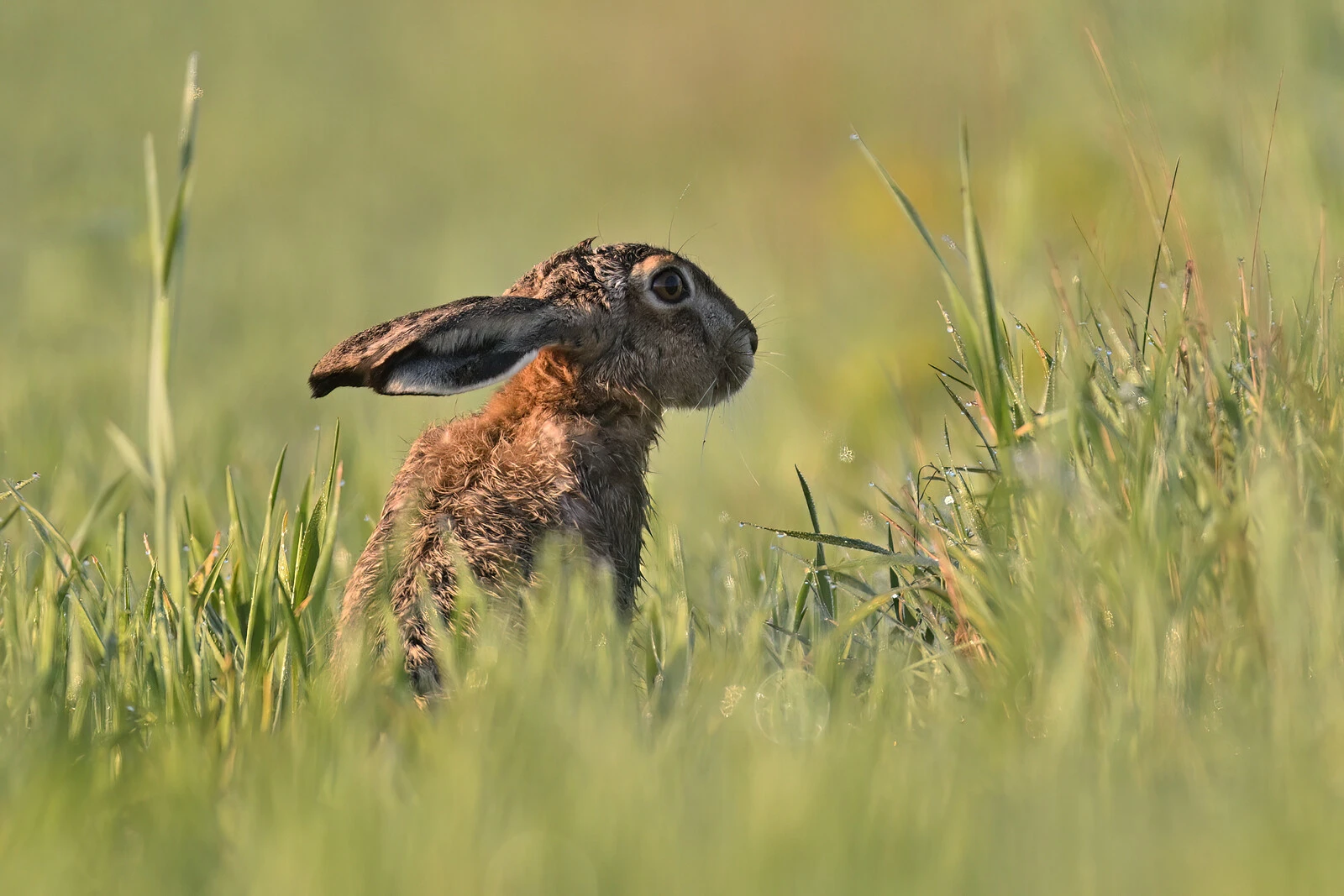 zdjęcie wykonane obiektywem SIGMA 500mm F4 DG OS HSM zdjęcie wykonane obiektywem SIGMA 500mm F4 DG OS HSM