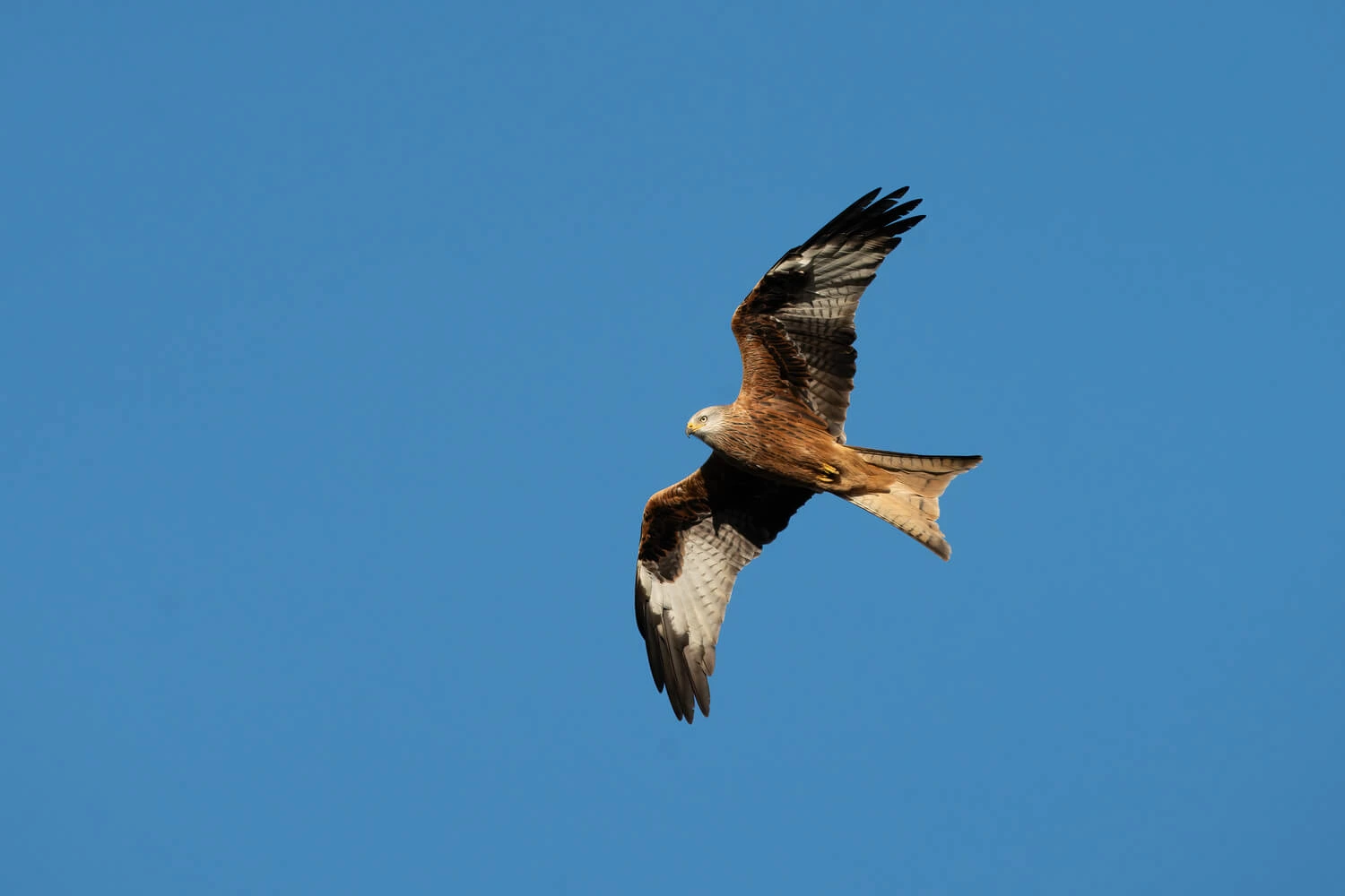 zdjęcie orła wykonane obiektywem 300-600 mm F4 DG OS | Sports